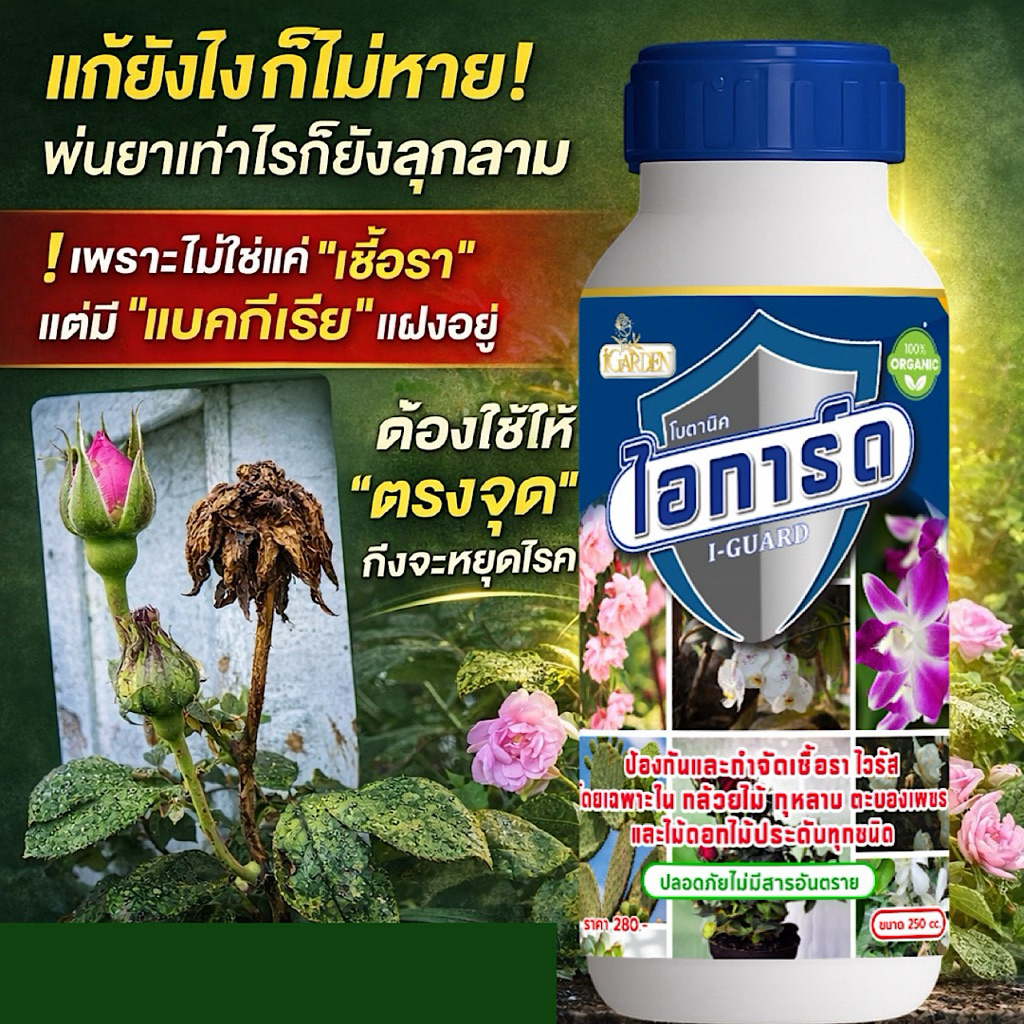 รักษามะเร็งกุหลาบ ป้องกันและกำจัดเชื้อรา  ที่เกิดในไม้ดอกไม้ประดับโดยเฉพาะ 250CC