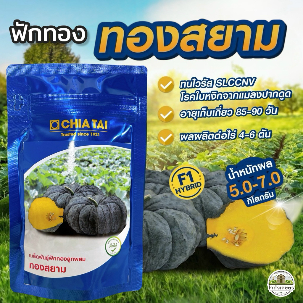 ฟักทอง ทองสยาม เจียไต๋ 100 กรัม