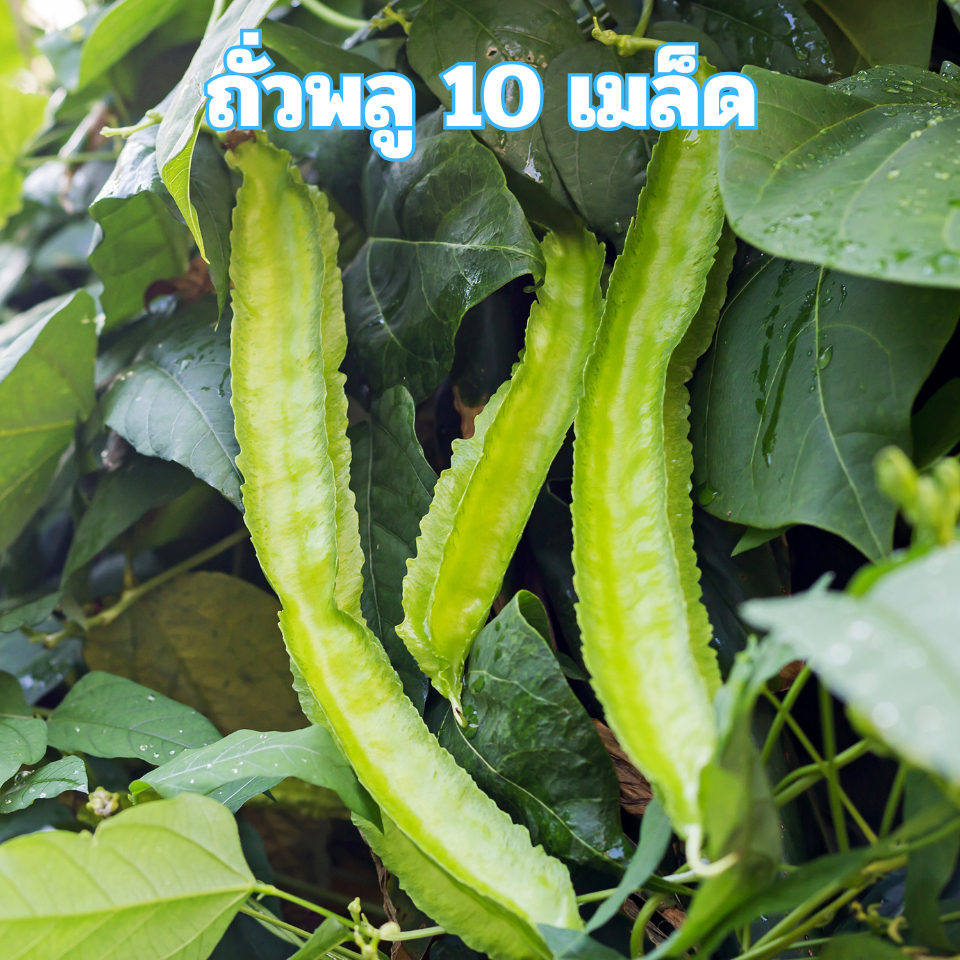 เมล็ดพันธุ์ถั่วพลู 10 เมล็ด