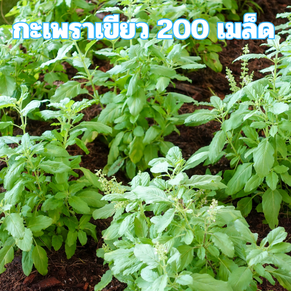 เมล็ดพันธุ์กะเพราเขียว 200 เมล็ด