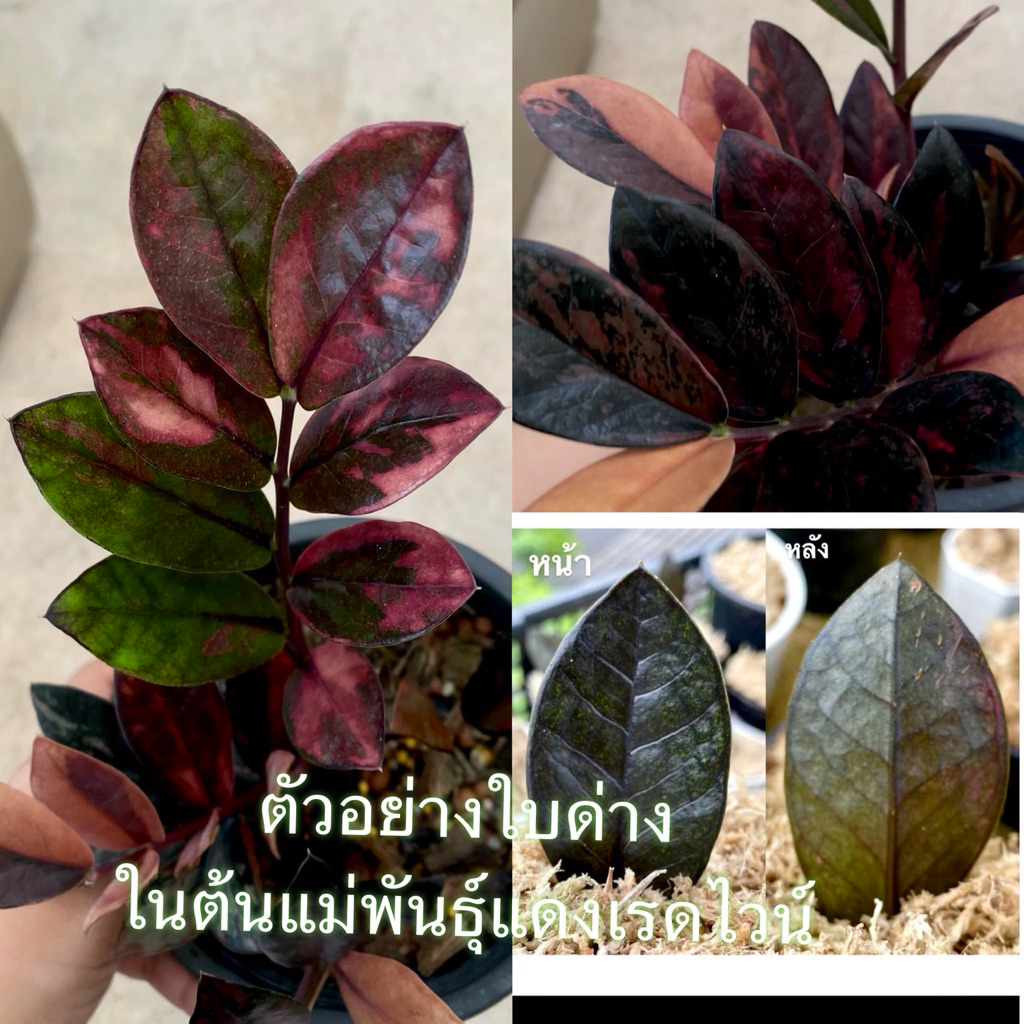 กวักมรกตดำด่าง สีแดงชมพูเรดไวน์ ส่งพร้อมกระถาง/ใบดำเชื้อด่าง/ใบด่างสีชมพูแดง  🎯 อัพเดต พ.ค.2569