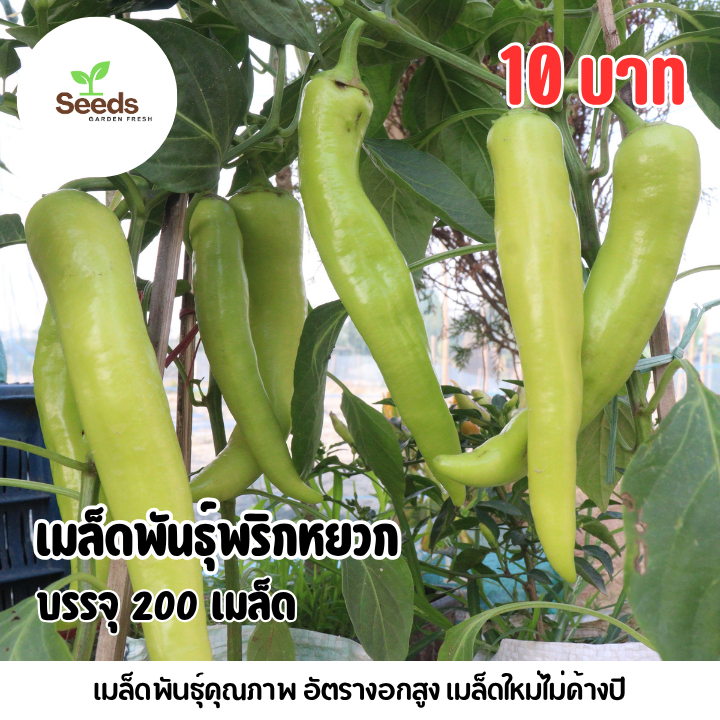 เมล็ดพันธุ์พริกหยวกสีเขียว บรรจุ 200 เมล็ด