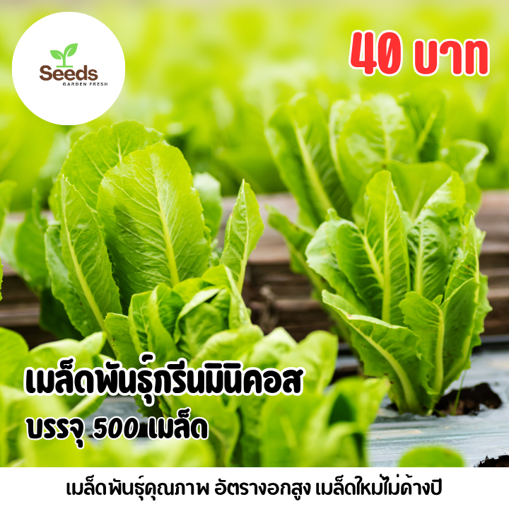 เมล็ดพันธุ์กรีนมินิคอส บรรจุ 500 เมล็ด