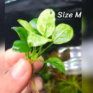 anubias petite , pinto pangolino พิตตี้และสายพันธ์อื่นๆ
