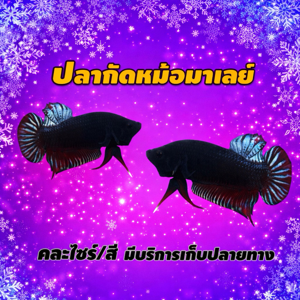 หม้อมาเลย์ เบอร์20 สีสด(คละสี)