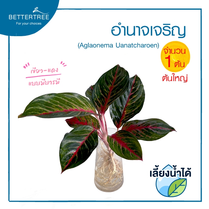 อำนาจเจริญ ไซซ์ใหญ่(จำนวน 1 ต้น)เลี้ยงน้ำได้ (Aglaonema Janatcharoen) ไม้มงคล ไม้ฟอกอากาศ