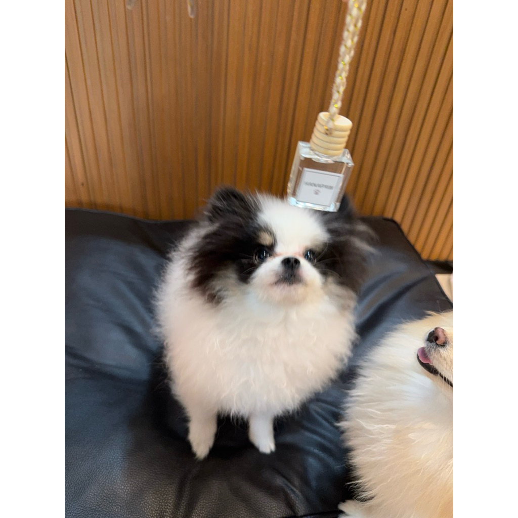 น้ำหอมรถยนต์ Pet Friendly หอมสะอาด ไม่ฉุน (Alcohol-Free) ราคา ถูกที่สุด ดีลบีเคเค แกลเลอรีภาพที่ 5
