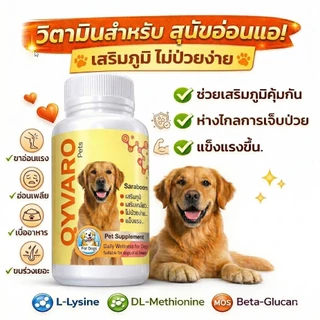 อาหารเสริมสุนัขผอม เบื่ออาหาร เพิ่มน้ำหนัก เสริมกล้ามเนื้อ QYVARO Beta Glucan Lysine MOS สูตรสุนัข