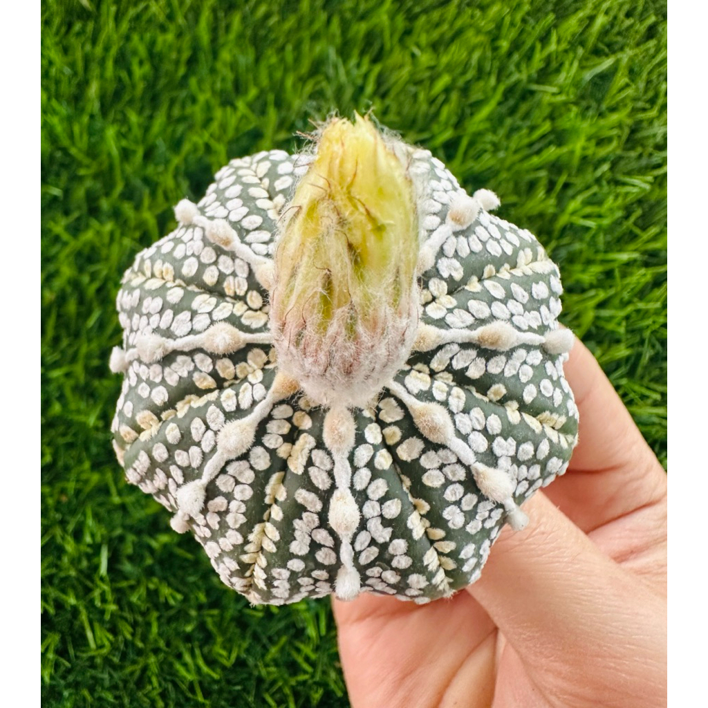 พร้อมส่ง🌵แคคตัสแอสโตรแอสทีเรียส ไม้เมล็ด ลายสวยมาก ต้นใหญ่ ติดตุ่มดอก Astrophytum asterias kabuto