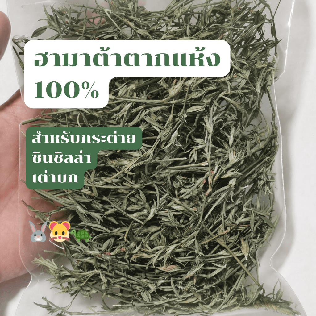 ถั่วฮามาต้าตากแห้ง ธรรมชาติ 100% เสริมมื้อหลักให้กระต่าย แกสบี้ ชินชิล่า สัตว์ฟันแทะ และเต่าบก
