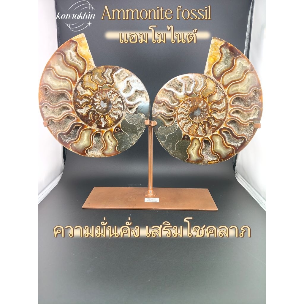 แอมโมไนต์Ammoniteฟอสชิลเสริมความมั่งคั่งโชคลาภ