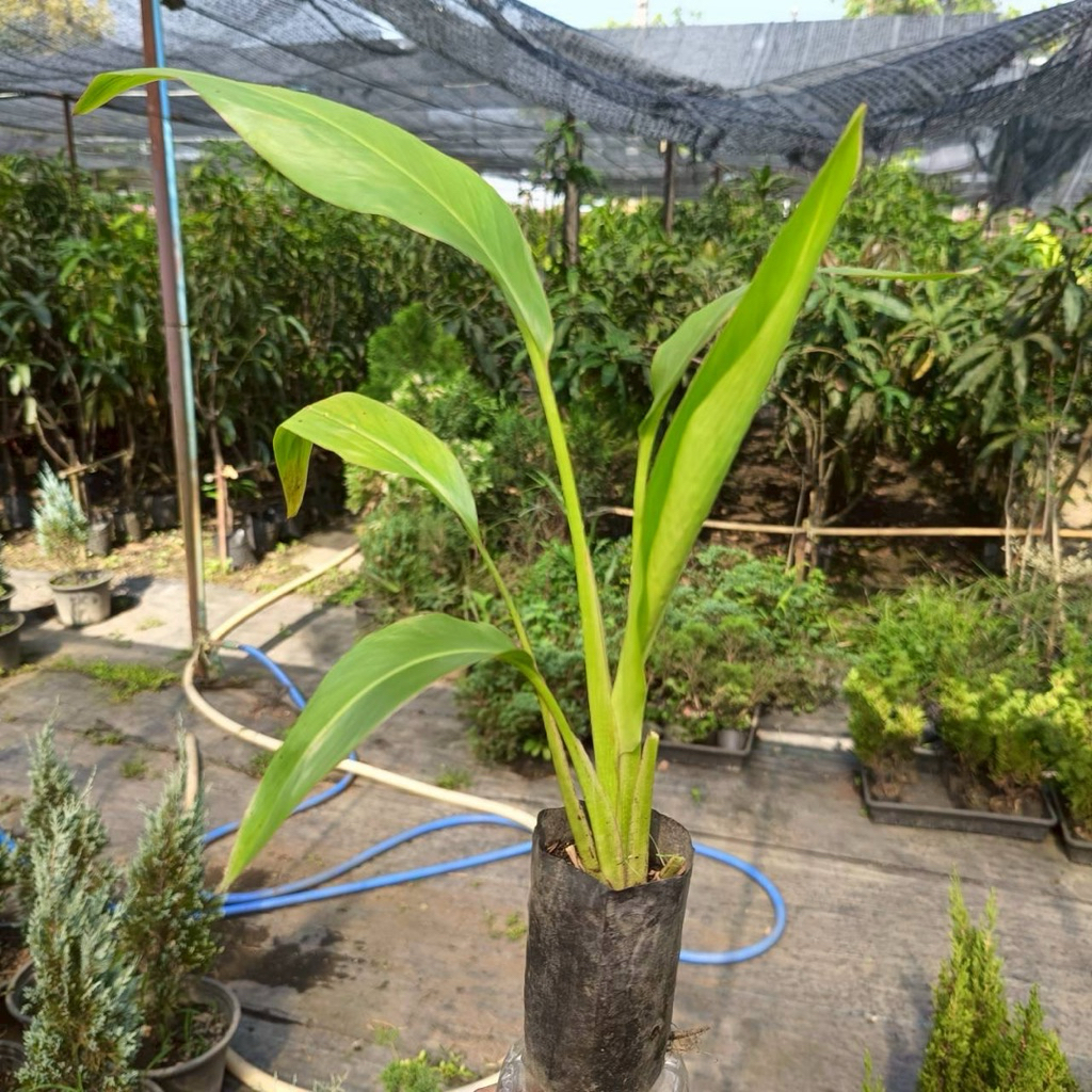 กล้ากล้วยพัด 20-30 ซม. ต้นสวยเลี้ยงง่ายโตไว🌱 เพาะเมล็ด