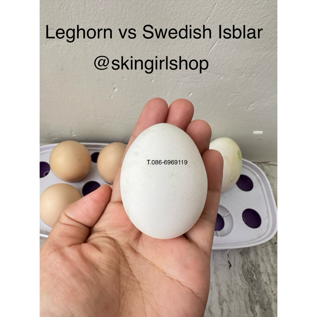 ไข่เชื้อ ไก่ไข่สีขาว legbar vs Swedish Isbar ลุ้นไข่ฟ้า Easter egg