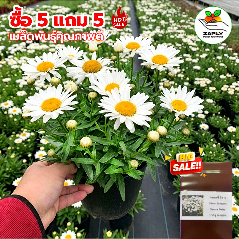 เมล็ดพันธุ์ ดอกเดซี่ สีขาว (Silver Princess Shasta Daisy Seed) คุณภาพดี ราคาถูก ของแท้ 100%