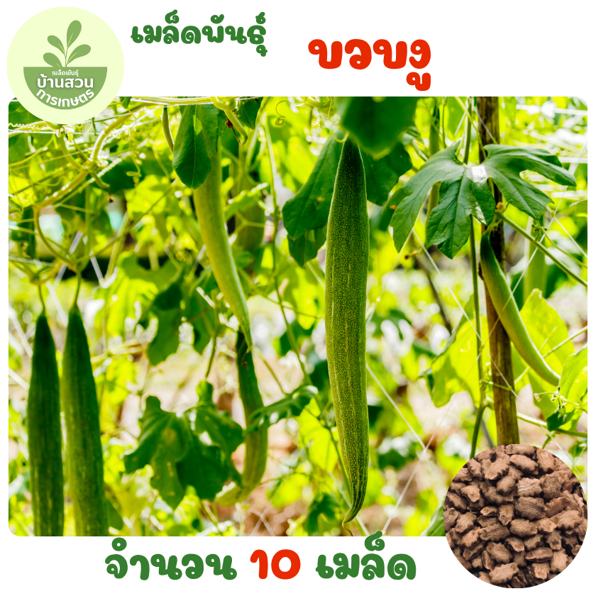 เมล็ดพันธุ์บวบงู 10 เมล็ด