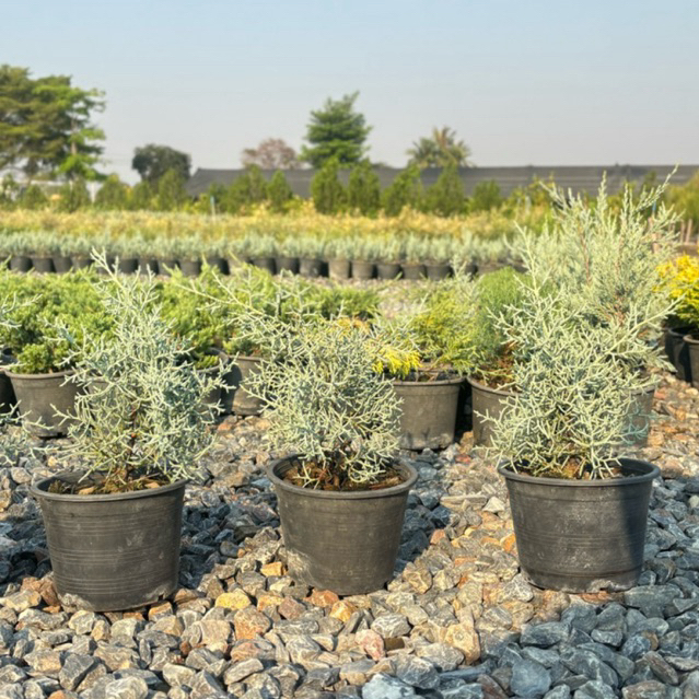 บลูไอซ์ / Blueice cypress 5.5 นิ้ว เหลือสายพันญี่ปุ่น ☀️✅