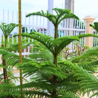 [พร้อมส่ง] ต้นสนฉัตร (Norfolk island pine) ขนาด 60cm-110cm (ราคาต่อ1ต้น) *ไม่รวมกระถาง*