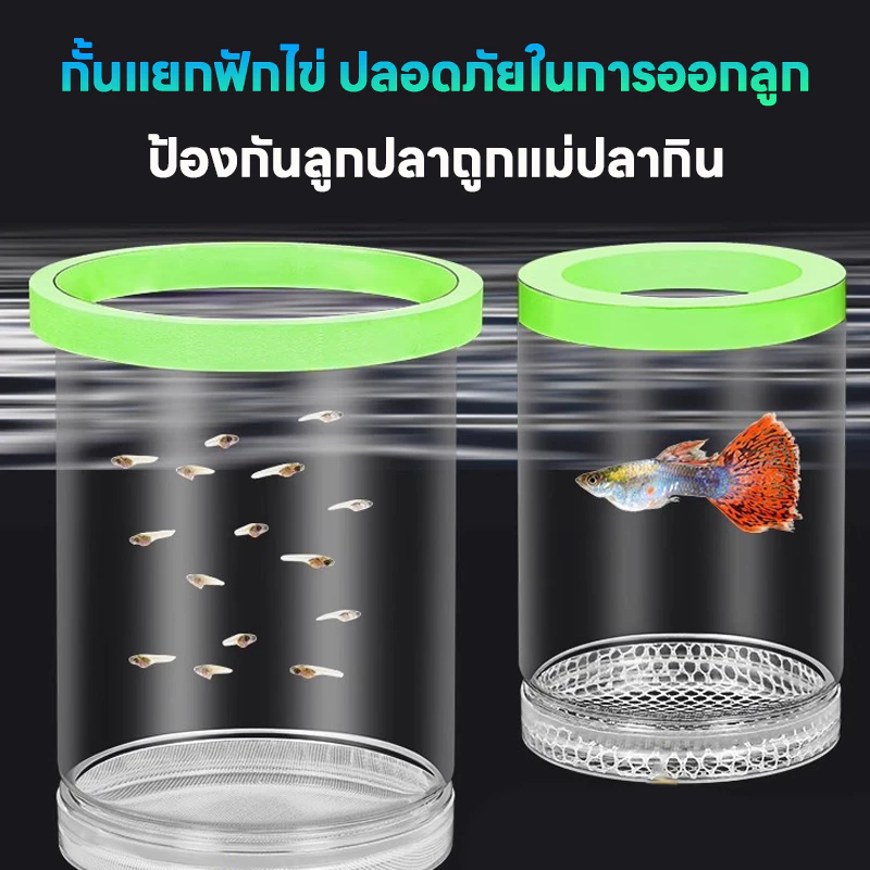 LIVING กล่องแยกปลา กล่องเพาะพันธุ์ปลาหางนกยูง ฟักไข่ปลา แยกปลาเล็ก thumbnail 3