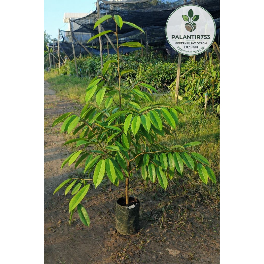 ต้นทุเรียน มูซังคิง (Musang King) เสียบยอด ขนาดจัดส่ง 120-150 ซม. ถุงชำเบอร์9-10 ผ่านการเลี้ยงแดด คัดพิเศษ