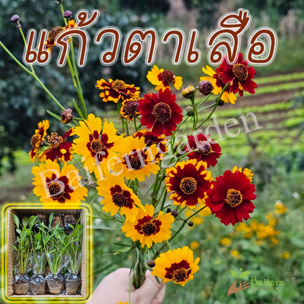 ต้นกล้าดอกแก้วตาเสือ ดอกไม้กินได้ รากเเน่นพร้อมปลูกทนแล้งดอกสวย