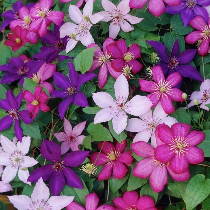 30 เมล็ด กําปองน้อย คำปอง เคล็มแม็ททิส Clematis Seeds คละสายพันธุ์