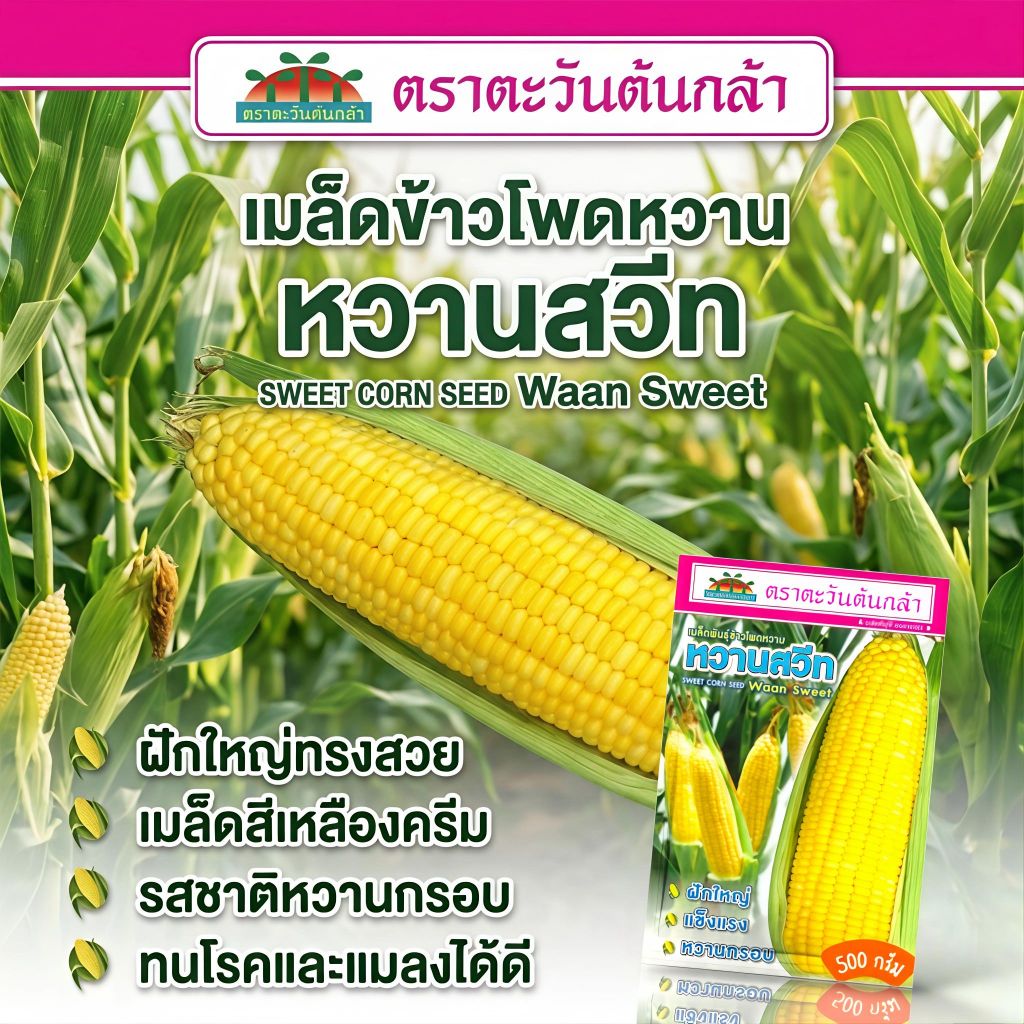เมล็ดข้าวโพดหวาน หวานสวีท ขนาด500กรัม ตราตะวันต้นกล้า เมล็ดข้าวโพด เมล็ดพันธุ์ข้าวโพด