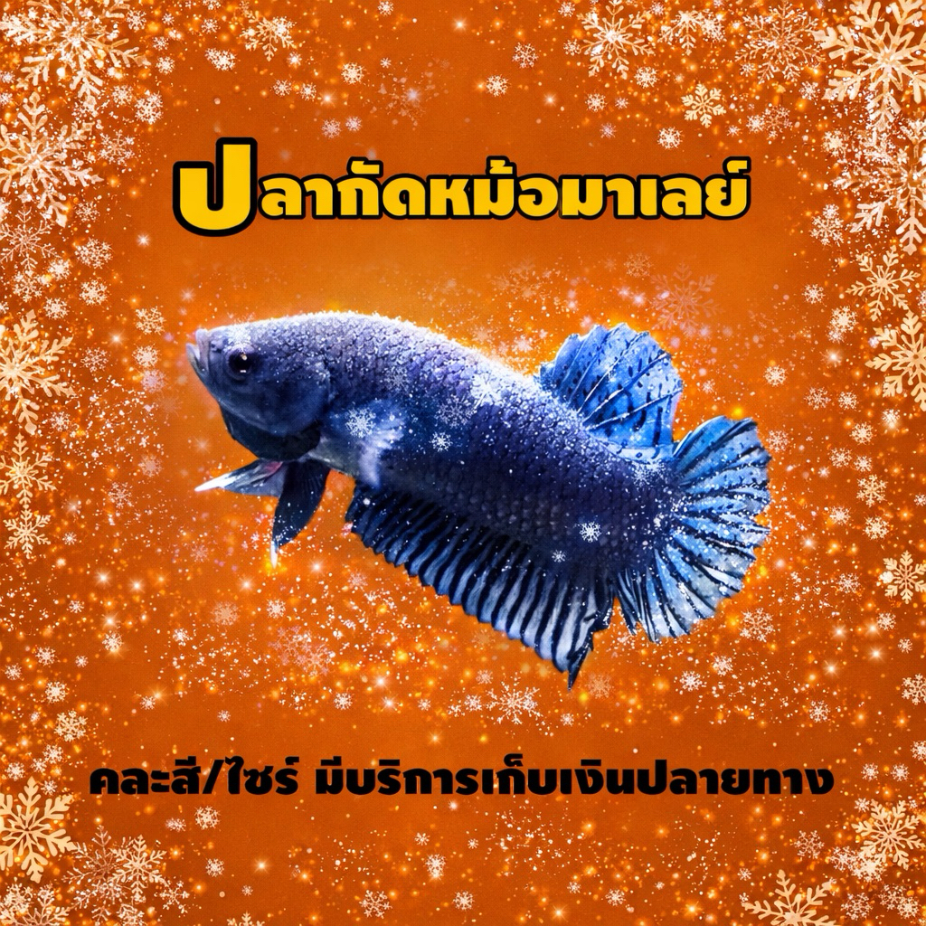 หม้อมาเลย์ หญิง คัดผ่าน สีสด(คละสี)
