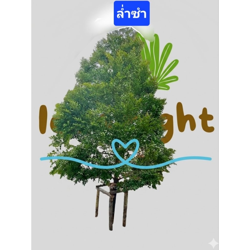 สำหรับลค.สั่งแบบส่งหน้าบ้านค่ะ ล่ำซำสูง 2.5 - 2.8 เมตร Black Ebony Tree