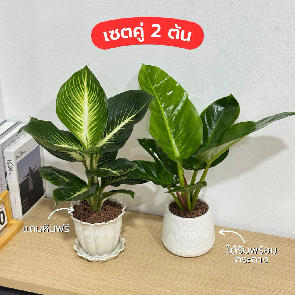 เซตคู่กระถาง พร้อมต้นบารมีเศรษฐี6“ และต้นเศรษฐีรวยทรัพย์5” แถมหินดินเผา
