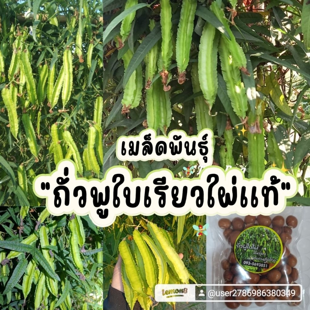 เมล็ดพันธุ์ถั่วพูใบเรียวใผ่เเท้50เมล็ด69บาทซื้อ2เเถม1ซองซื้อ5เเถม2