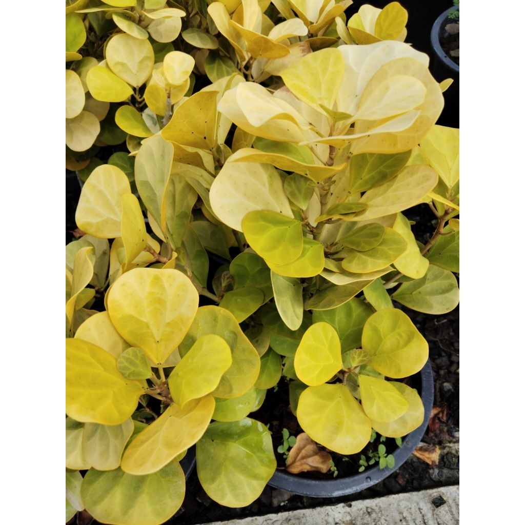 ไม้มงคล นำโชค สาริกาลิ้นทอง ใบสีทอง หรือ ไทรใบโพธิ์หัวกลับสีทอง