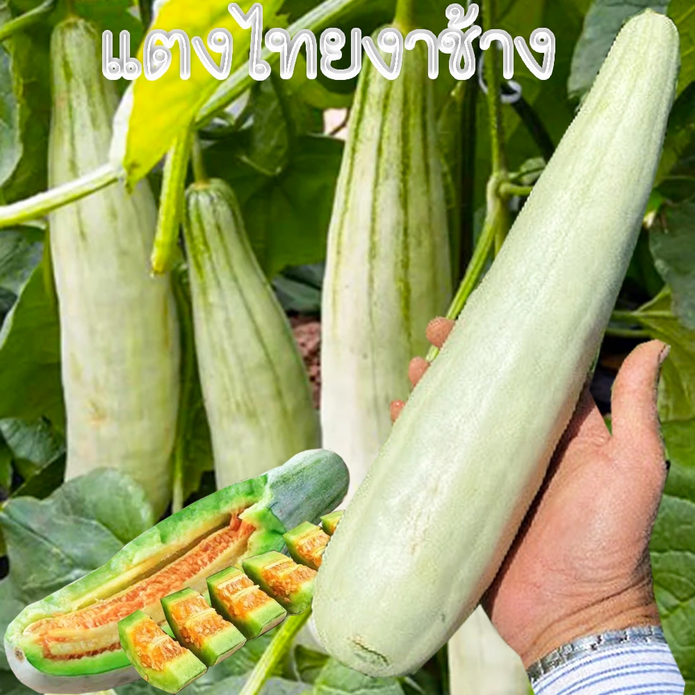 แตงไทยงาช้าง🎯ถูกที่สุด 8บ.🎯เมล็ดพันธุ์แตงไทยงาช้าง10 เมล็ด👉งอกง่าย ☘️โตไว👉ลูกดก☘️รสหวานหอม