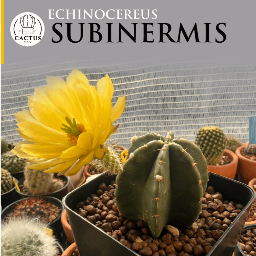 Echinocereus subinermis ไม้เมล็ด กระถาง 4 นิ้ว