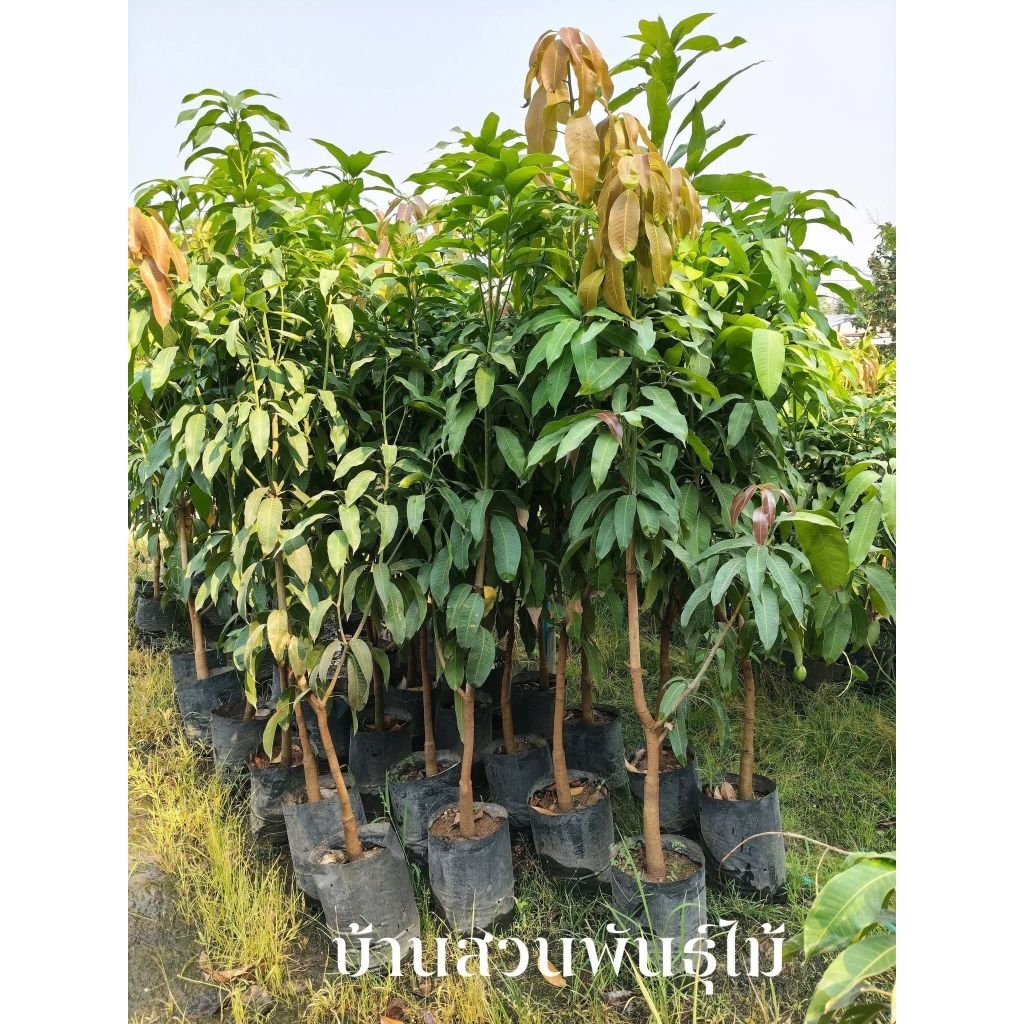 ต้นมะม่วง พันธุ์แก้วขมิ้น ต้นเสียบยอด สูง 1.5-1.7 เมตร