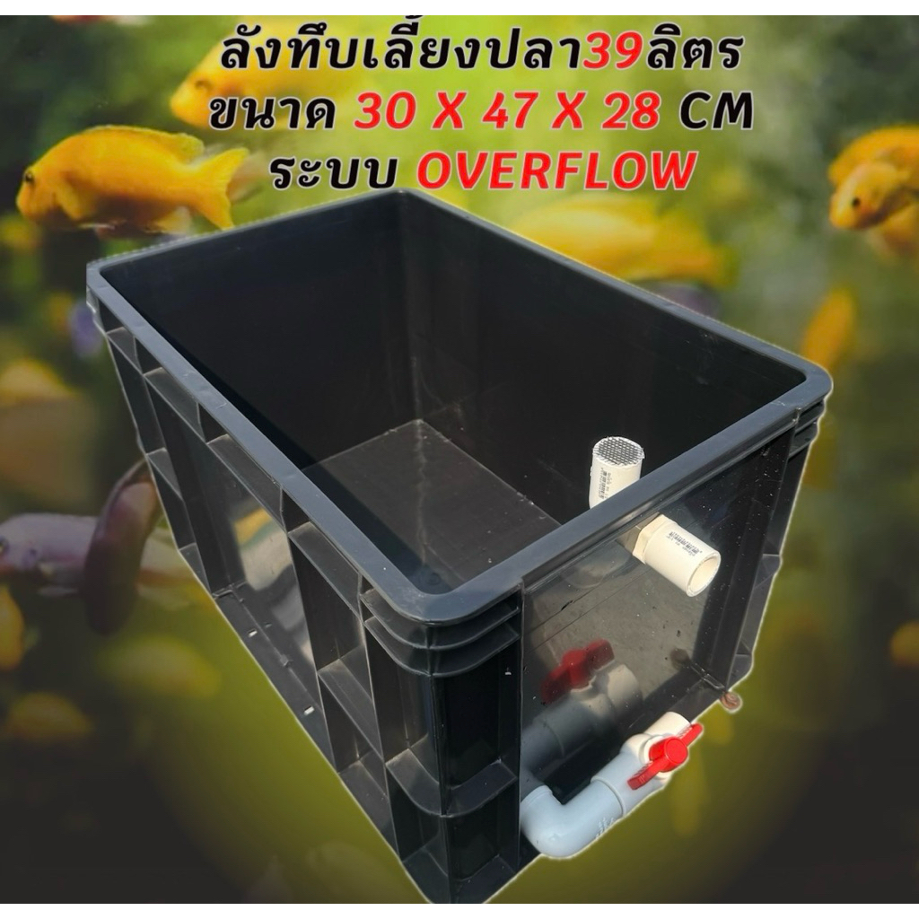 ลังทึบเลี้ยงปลาสีดำ 39 ลิตร ระบบoverflow วาล์วขาว อ่างเลี้ยงปลา ลังทึบเลี้ยงปลา อ่างเปล อ่างปลาบอลลู