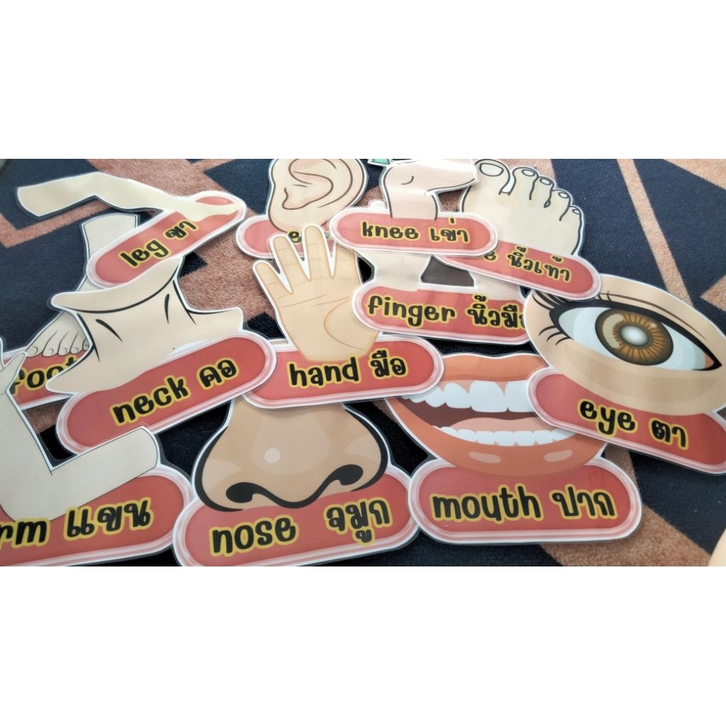 บัตรคำศัพท์การเรียนรู้ภาษาอังกฤษเรื่องส่วนต่างๆร่างกายbody