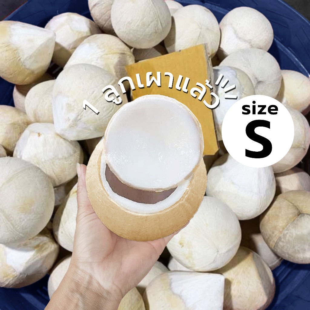 มะพร้าวเผา ลูกละ 15 บาท 🥥 กินได้เลย ไม่ต้องลุ้น 💯 ไม่หวานเคลมได้👑 คัดแล้วทุกลูก