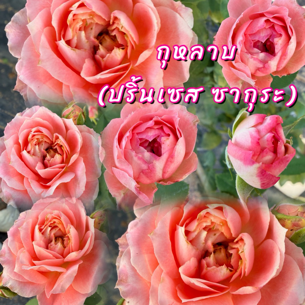 กุหลาบ Princess Sakura (ปริ้นเซส ซากุระ)ดอกสีชมพูหวานละมุนคล้ายดอกซากุระ