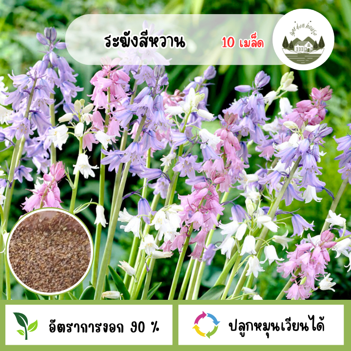 ระฆังสีหวาน 10 เมล็ด
