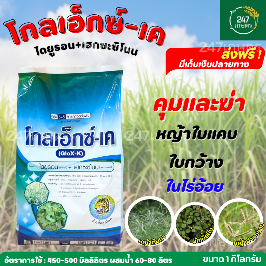 โกลเอ็กซ์-เค 1 กก.(ไดยูรอน+เฮกซะซิโนน) เกล็ด หัวเสือลูกโลก คุม+ฆ่าหญ้าใบแคบใบกว้างในอ้อย