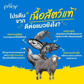 [ยกลัง 48 ซอง] Pramy Pouch Carnivore อาหารเปียกแมว พรามี่ คานิวอร์ 70 กรัม สูตรเยลลี่ สูตรเกรวี่