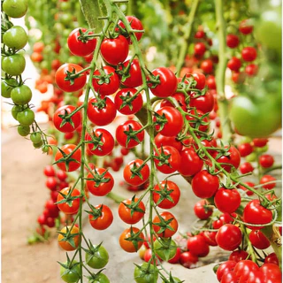 เมล็ดพันธุ์ มะเขือเทศ ซุปเปอร์สวีท100 Super Sweet 100 Tomato F1 Seed 10 เมล็ด คุณภาพดี ของแท้ 100%