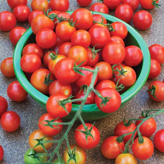 เมล็ดพันธุ์ มะเขือเทศ ซุปเปอร์สวีท100 Super Sweet 100 Tomato F1 Seed 10 เมล็ด คุณภาพดี ของแท้ 100%