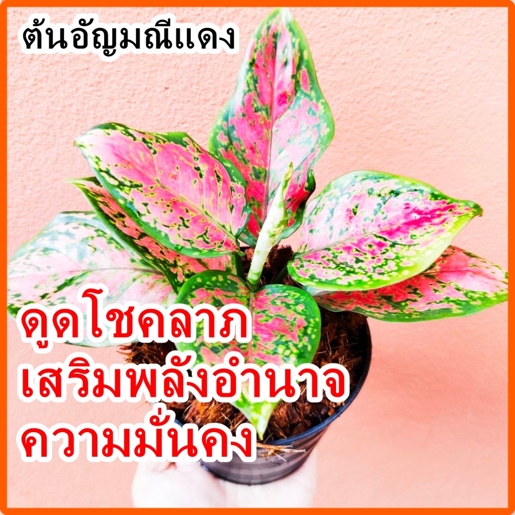 [พร้อมส่ง] อโกลนีมา อัญมณีสีชมพู (Anyamanee Pink) ไม้มงคลเรียกทรัพย์ ต้นไม้ฟอกอากาศในบ้าน กระถาง 6 นิ้ว ฟอร์มสวย