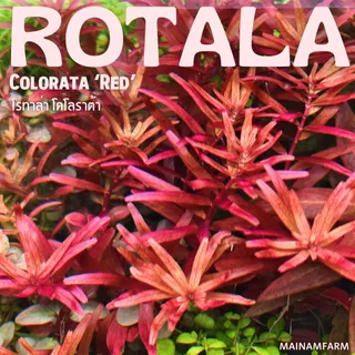 โรทาล่า โคโลราต้า - Rotala Colorata ราชินีสีแดงแห่งโลกไม้น้ำ