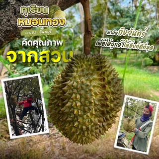 📌 ส่งฟรี-ส่งด่วน📌ทุเรียนหมอนทอง จันทบุรี 2.7-3kg(2ลูก) พร้อมวิดีโอชั่งน้ำหนักจริงทุกลูก! ศรีทอง cookingrun