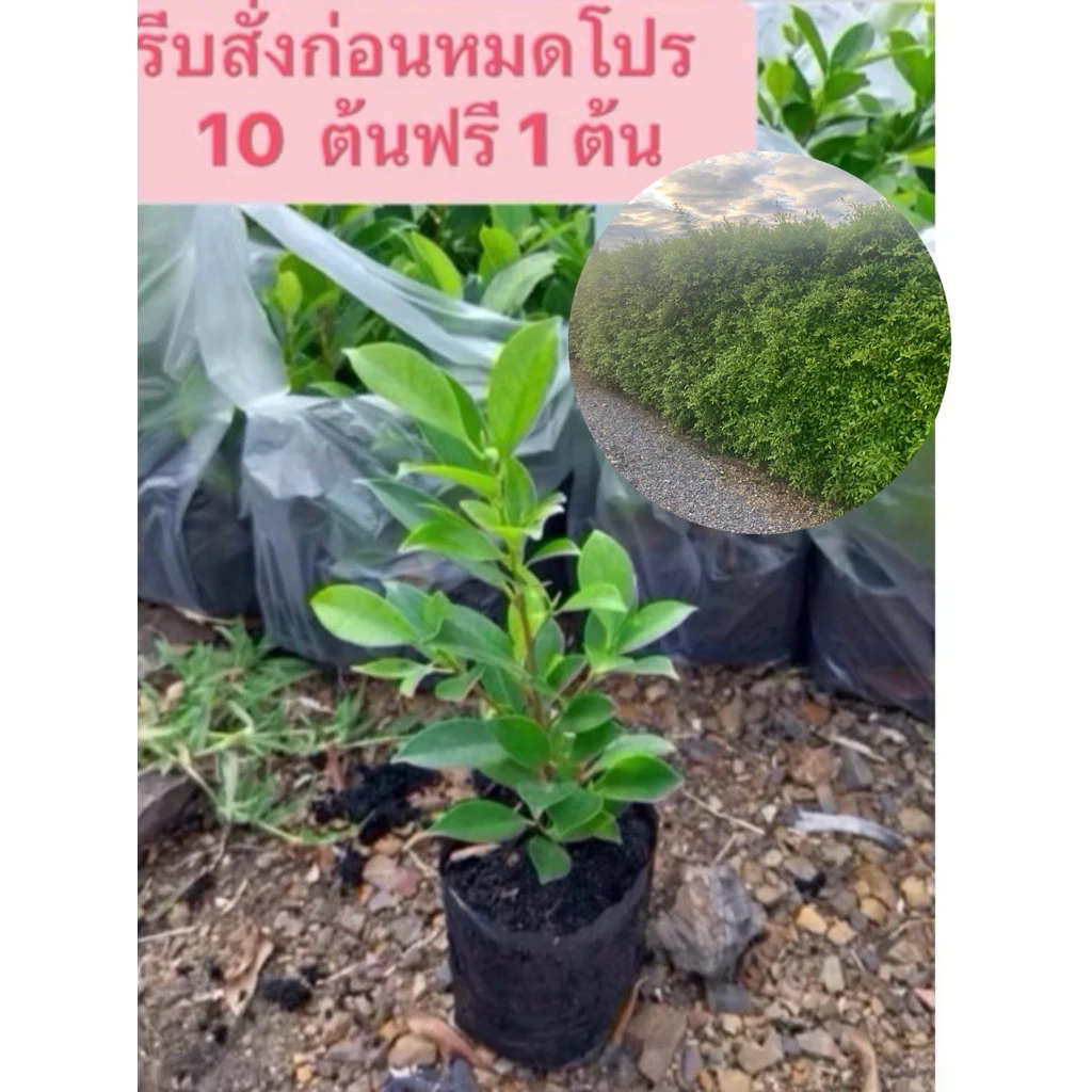 ต้นไทรเกาหลี ไทรเกาหลี (ส่งฟรีทักแชท) ส่งแบบต้นพร้อมถุงดำ (ค่าส่งถูกที่สุด) ขนาด 15-20 ซม ถุง 2 นิ้ว