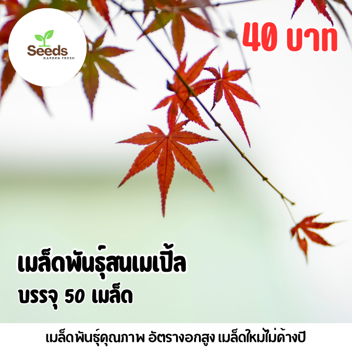 เมล็ดพันธุ์สนเมเปิ้ล บรรจุ 50 เมล็ด