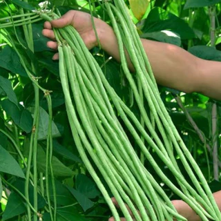 ถั่วฝักยาว พันธุ์เนื้อ CT/OP-047 ผักซองเจียไต๋ เมล็ดพันธุ์ผัก ถั่ว เมล็ดพืชผักสวนครัว ประมาณ 60เมล็ด