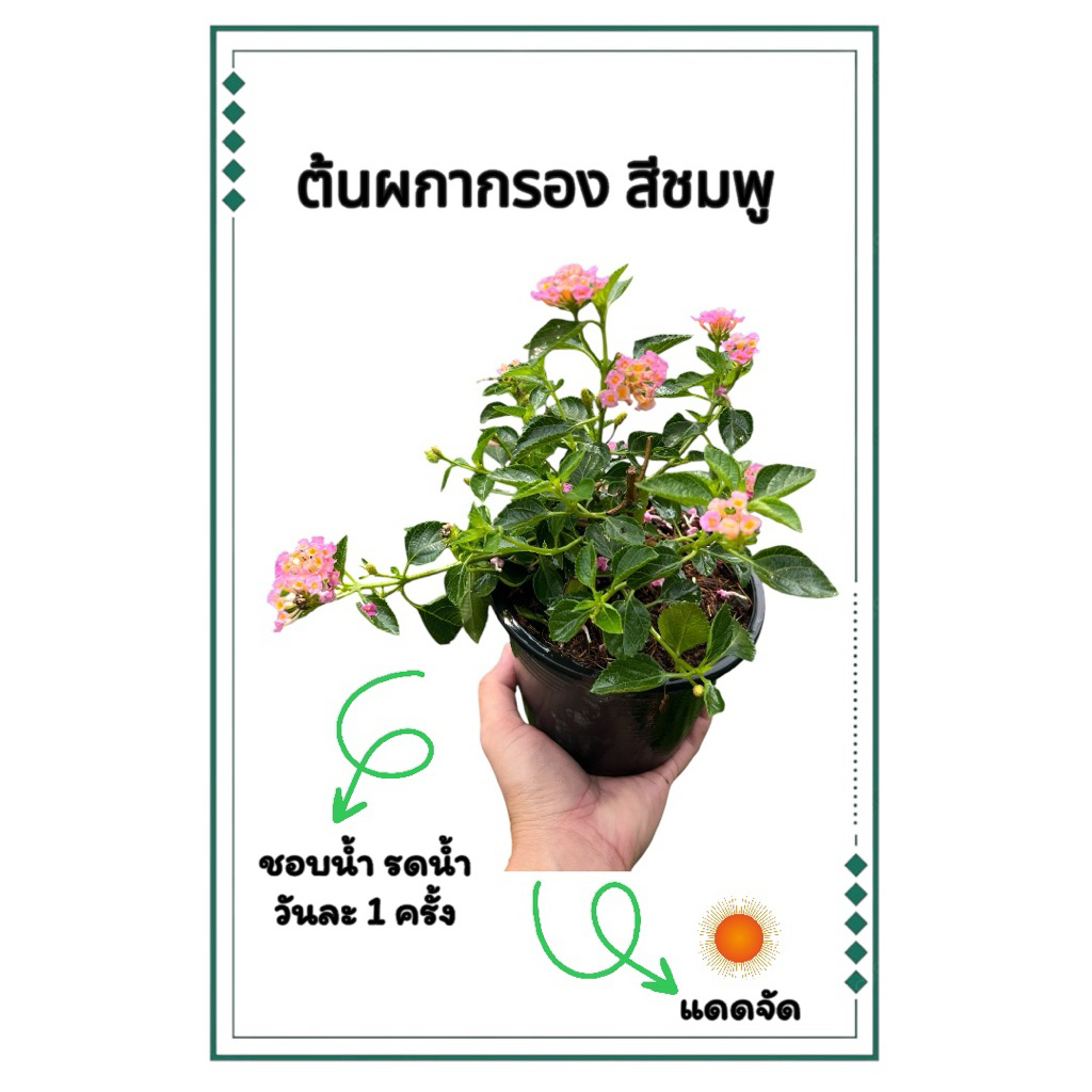 ต้นผกากรอง ดอกไม้กลิ่มหอมเรียกแมลง ผีเสื้อ แบบติดดอก มีเลือก 4 สี กระถาง 6 นิ้ว